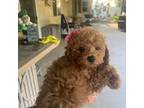 Poodle (Toy) Puppy for sale in Riverside, CA, USA