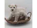 Schnauzer (Miniature) Puppy for sale in Amboy, WA, USA