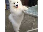 Samoyed Puppy for sale in Phoenix, AZ, USA