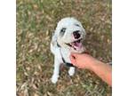 Aussiedoodle Puppy for sale in Brandon, FL, USA