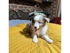 Shetland Sheepdog Puppy for sale in Prairie, MS, USA
