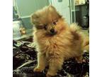 Pomeranian Puppy for sale in Kinston, NC, USA