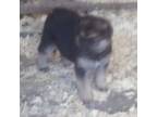 German Shepherd Dog Puppy for sale in Park Forest, IL, USA