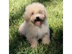 Maltipoo Puppy for sale in Fort Myers, FL, USA