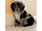 Aussiedoodle Puppy for sale in Miami, FL, USA