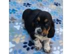Basset Hound Puppy for sale in Aurora, IN, USA