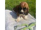 Basset Hound Puppy for sale in Paxton, IL, USA