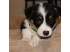 Pembroke Welsh Corgi Puppy for sale in Baird, TX, USA
