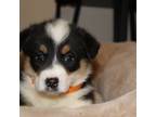 Pembroke Welsh Corgi Puppy for sale in Baird, TX, USA