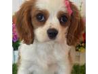 Cavalier King Charles Spaniel Puppy for sale in Bound Brook, NJ, USA