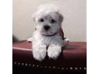 Shih-Poo Puppy for sale in Phoenix, AZ, USA