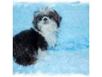 Shih Tzu Puppy for sale in Lawrenceburg, TN, USA