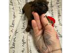 Brussels Griffon Puppy for sale in Davenport, IA, USA