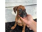 Boxer Puppy for sale in Boiling Springs, SC, USA