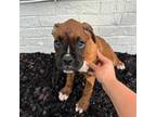 Boxer Puppy for sale in Boiling Springs, SC, USA