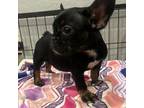 French Bulldog Puppy for sale in Tolleson, AZ, USA