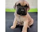 Cane Corso Puppy for sale in Burbank, IL, USA
