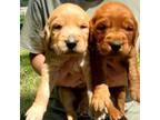 Golden Retriever Puppy for sale in Clements, MN, USA