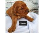 Golden Retriever Puppy for sale in Clements, MN, USA