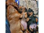 Dachshund Puppy for sale in Rock Springs, WY, USA