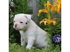 Olde Bulldog Puppy for sale in Zanesville, OH, USA