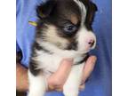 Pembroke Welsh Corgi Puppy for sale in Menifee, CA, USA