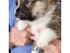 Pembroke Welsh Corgi Puppy for sale in Menifee, CA, USA