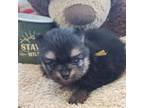 Pomeranian Puppy for sale in Menifee, CA, USA