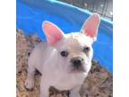 French Bulldog Puppy for sale in Crescent, OK, USA