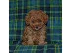 Poodle (Toy) Puppy for sale in Lamar, MO, USA