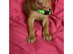 Vizsla Puppy for sale in Roanoke, VA, USA