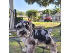 Schnauzer (Miniature) Puppy for sale in Fort Myers, FL, USA