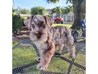 Schnauzer (Miniature) Puppy for sale in Fort Myers, FL, USA