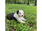 Australian Shepherd Puppy for sale in Indian Trail, NC, USA