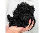AKC T cup 3lbs as adult