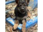 German Shepherd Dog Puppy for sale in Lynchburg, VA, USA