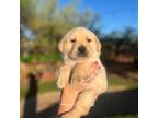 Labrador Retriever Puppy for sale in Cave Creek, AZ, USA