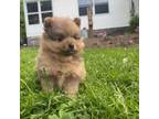 Pomeranian Puppy for sale in Mohawk, NY, USA