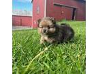 Pomeranian Puppy for sale in Mohawk, NY, USA