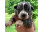 Australian Shepherd Puppy for sale in Grantsville, WV, USA