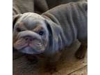 Bulldog Puppy for sale in Phoenix, AZ, USA