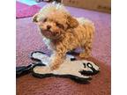 Poodle (Toy) Puppy for sale in Donnellson, IA, USA