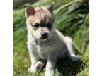 Alaskan Klee Kai Puppy for sale in Oakland, NE, USA