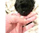 Poodle (Toy) Puppy for sale in Fairfield Bay, AR, USA