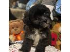 Shih-Poo Puppy for sale in Dallas, TX, USA