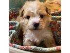 Shih-Poo Puppy for sale in Dallas, TX, USA