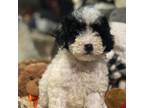 Poodle (Toy) Puppy for sale in Dallas, TX, USA