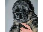 German Shepherd Dog Puppy for sale in Bakersfield, CA, USA
