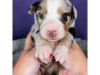 Australian Shepherd Puppy for sale in South Hill, VA, USA