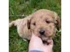 Cavapoo Puppy for sale in Syracuse, IN, USA